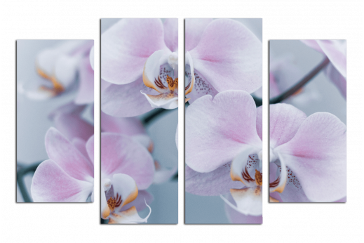 Модульная картина Орхидея белая